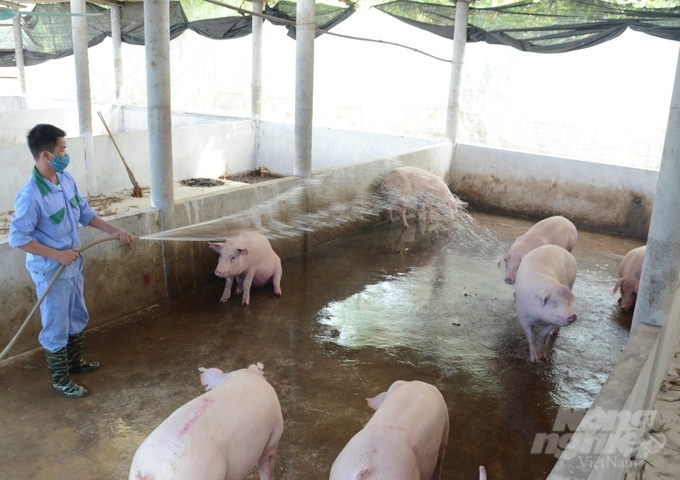 Chăn nuôi an toàn dịch bệnh, kiểm soát chặt chẽ việc buôn bán vận chuyển lợn là vấn đề then chốt đảm bảo việc phòng chống Dịch tả lợn Châu Phi hiệu quả. Ảnh: Đào Thanh.