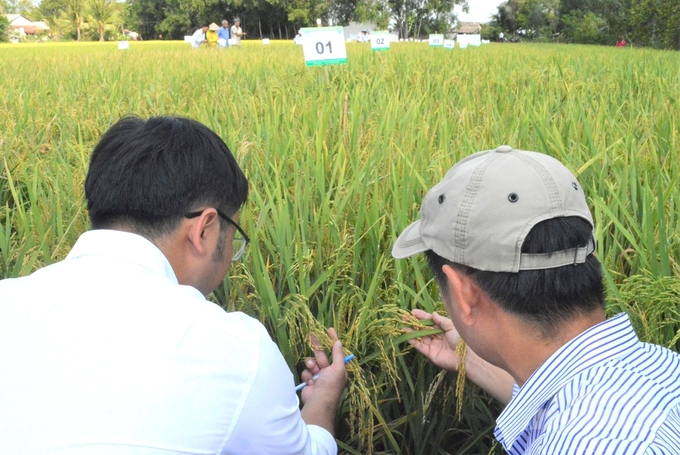 Từ 22 giống lúa mùa đã được thu thập tại Kiên Giang, các nhà khoa học đã khảo nghiệm, đánh giá tính chịu mặn và tuyển chọn, phục tráng, làm thuần để nhân giống phục vụ sản xuất. Ảnh: Trung Chánh.