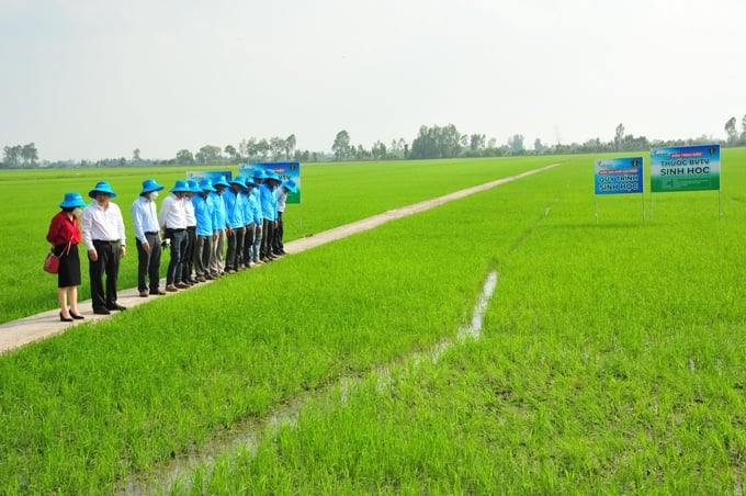 Promoting the domestic production of biological pesticides enables the sustainable, organic, and ecological development of agriculture. Photo: VAN.