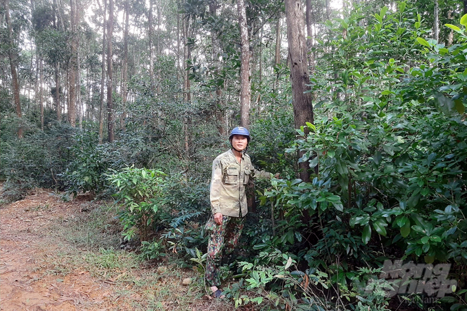 Footprints of community extension worker Le Phuc Nhat are found throughout the forests in Cam Nghia commune. Photo: Vo Dung.