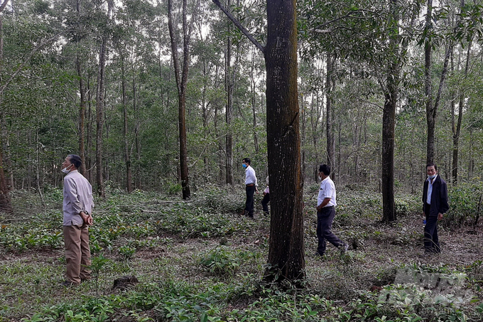 Large timber forests and FSC forests will change the lives of forest growers. Photo: Vo Dung.