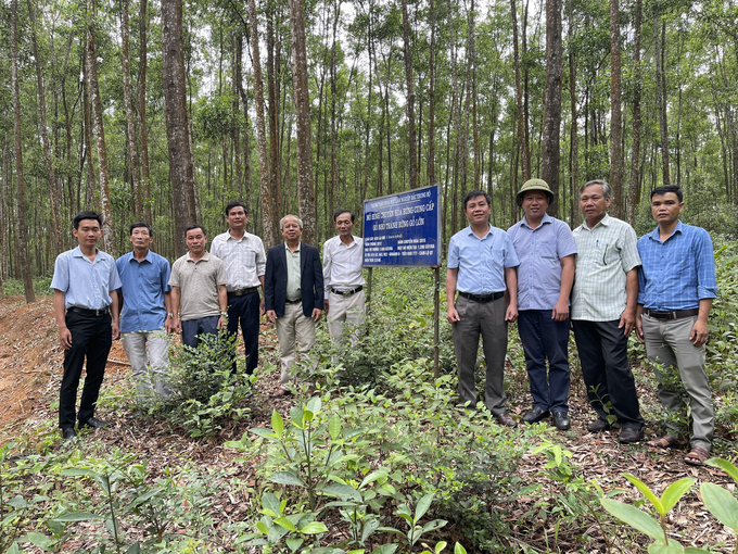 Mô hình chuyển hóa rừng gỗ nhỏ sang gỗ lớn do Trung tâm Khoa học lâm nghiệp Bắc Trung bộ (Viện Khoa học Lâm nghiệp Việt Nam) thực hiện tại Quảng Trị. Ảnh: Việt Toàn.