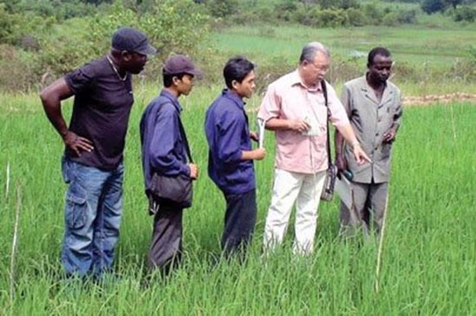 Many Vietnamese experts have gone to Africa to support agricultural development.