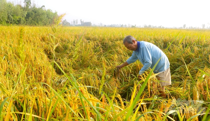 Nhiều diện tích lúa hè thu trên địa bàn tỉnh Sóc Trăng bị đổ ngã do ảnh hưởng thời tiết. Ảnh: Tuấn Phi.