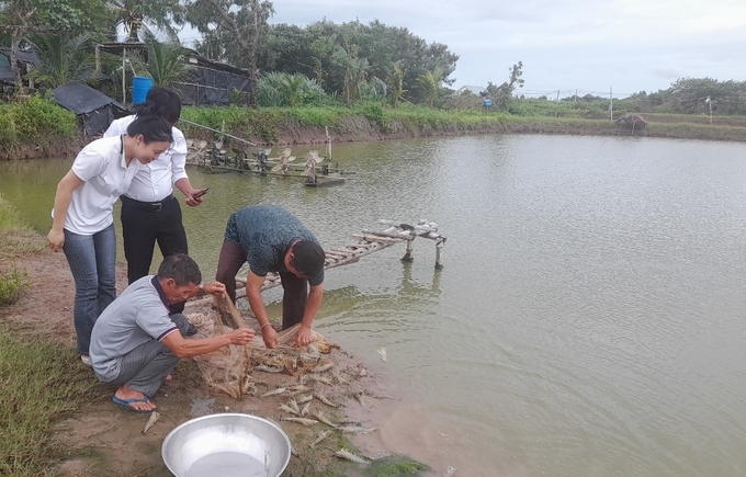 Nông dân đang chủ động thu hoạch tôm để tránh thiệt hại do mưa lớn kéo dài. Ảnh: Hồ Thảo.