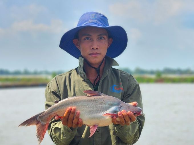 Cá tra là một trong những đối tượng nuôi chủ lực của Việt Nam, đặc biệt ở vùng ĐBSCL, đây cũng là ngành hàng xuất khẩu tăng trưởng nhanh trong nhiều năm. Ảnh: Kim Anh.