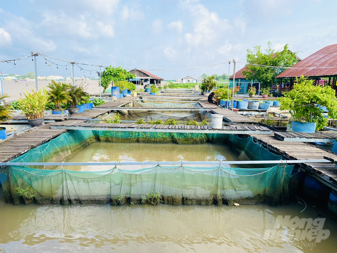 Ông Lý Văn Bon, ở phường Bùi Hữu Nghĩa, quận Bình Thủy, TP Cần Thơ đang sở hữu 30 bè gỗ nuôi cá nước ngọt, có tổng diện tích 7.000 m2 nằm giữa dòng sông Hậu với nhiều loại cá đặc sản và quý hiếm như: thát lát cườm, chạch lấu, cá hô, tra dầu, cá vồ đém, cá éc, cá cầy, cá heo, mè hôi…