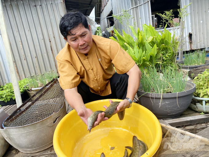 Cá chạch lấu nuôi trong bè gỗ tăng trưởng của cá chạch lấu sau 1 năm tuổi có thể đạt trọng lượng từ 150 - 250 gram/con, dài 18 - 25 cm. Còn sau 2 năm nuôi cá đạt trọng lượng từ 450 - 500 gram/con và dài 35 - 40 cm.