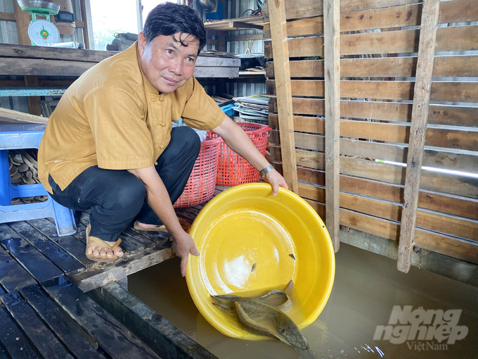 Bên cạnh nuôi cá thát lát, ông Bảy Bon còn thả nuôi 40.000 con chạch lấu theo hướng VietGAP, đàn cá dự kiến cuối năm sẽ thu hoạch. Hiện giá cá chạch lấu trên thị trường khoảng 220.000 - 250.000 đồng/kg.