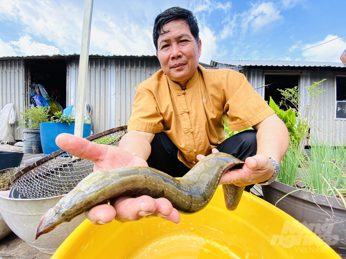 Khi còn nhỏ, thức ăn chủ yếu của cá chạch lấu là giun, ấu trùng côn trùng, giáp xác nhỏ. Khi lớn, ăn côn trùng trưởng thành, tôm tép, cá nhỏ và mùn bã hữu cơ.