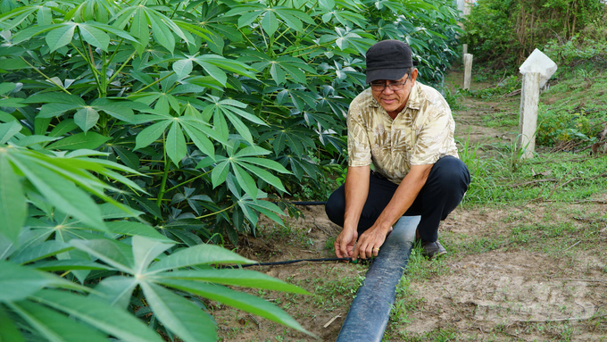 Nhờ hệ thống tưới nhỏ giọt mà anh Khanh bớt được chi phí thuê nhân công tưới, bón phân và làm cỏ. Ảnh: Lê Bình.