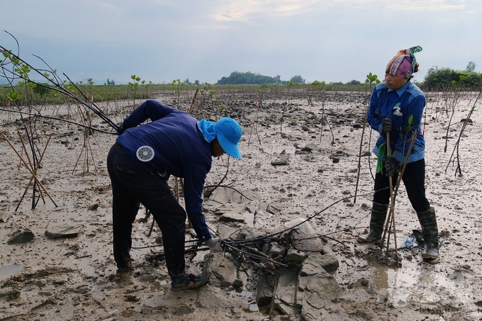 Người dân Quảng Ninh trồng rừng ngập mặn. Ảnh: Bảo Thắng.