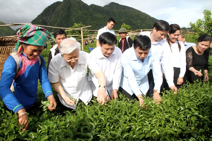 Tổng Bí thư Nguyễn Phú Trọng hái chè cùng bà con nhân dân. Ảnh: Tùng Phương.