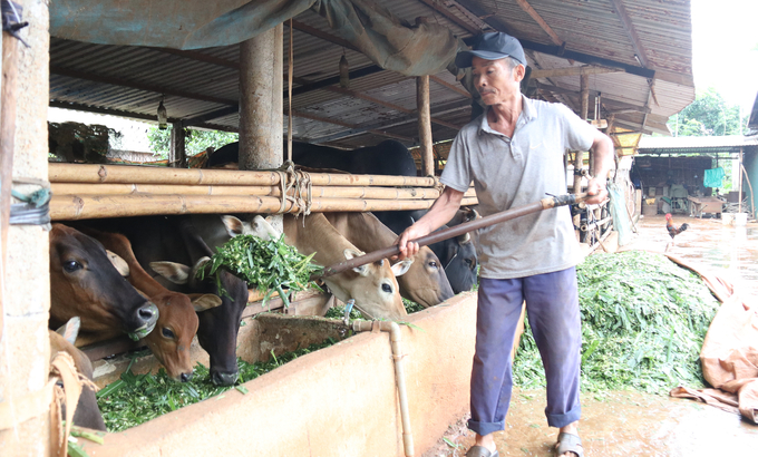 Ông Y Thêm cho đàn bò của gia đình ăn. Ảnh: Quang Yên.