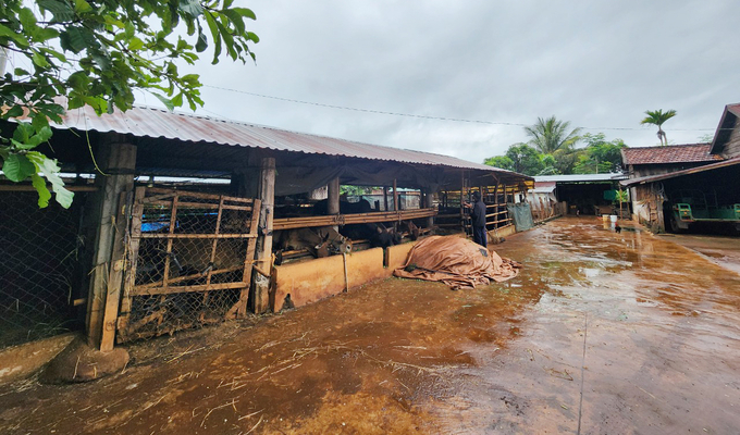 Hiện nay, đồng bào dân tộc thiểu số ở Đắk Lắk đã thay đổi tập quán chăn nuôi từ thả rông sang nuôi nhốt. Ảnh: Quang Yên.