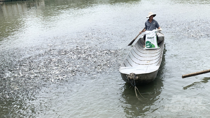 Trước thời tiết mưa bão, nông dân cắt bớt thức ăn để tránh ô nhiễm môi trường ao nuôi thủy sản. Ảnh: Hồ Thảo. 