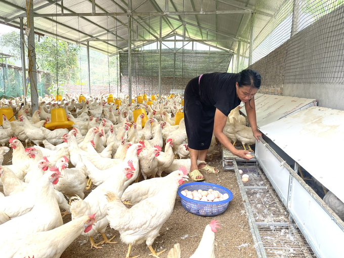 Chăn nuôi gà lấy trứng giúp người dân  vùng cao Lào Cai có thu nhập ổn định mỗi ngày. Ảnh: HĐ.