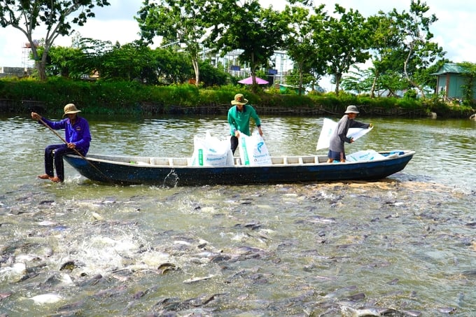 Effective disease control in shark catfish requires water quality management, supplementation of vitamins and minerals, immunostimulants, and vaccines. Photo: Van Vu.