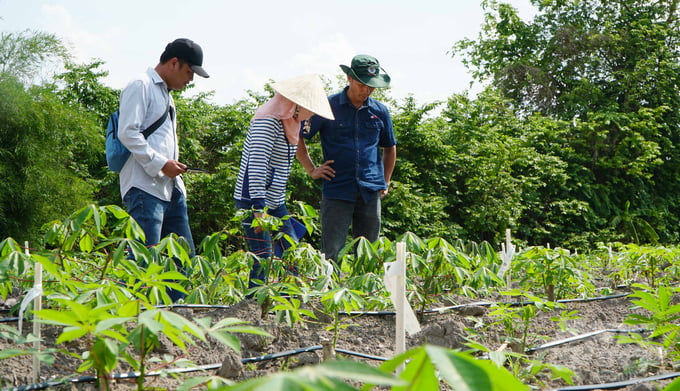 Vườn khảo nghiệm từ 10.000 hạt lai các giống sắn có gen kháng bệnh khảm lá sắn và một số bệnh hại khác tại tỉnh Tây Ninh. Ảnh: Lê Bình.