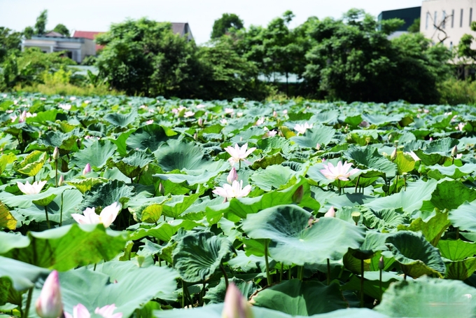 Hoa sen đã gắn bó lâu đời với người dân Thành Sen (thành phố Hà Tĩnh ngày nay). Ảnh: Nguyễn Hoàn.