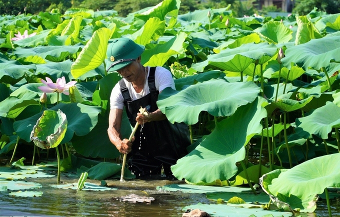 Việc đa dạng hóa các sản phẩm từ sen giúp người dân mạnh dạn khai thác triệt để những diện tích đất trũng, hoang hóa, đất lúa kém hiệu quả sang đầu tư trồng sen, nâng cao thu nhập. Ảnh: Nguyễn Hoàn.