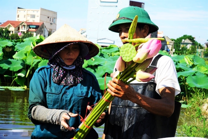 Cây sen không chỉ mang lại giá trị về môi trường, cảnh quan, mà còn cho người dân thu nhập đáng kể. Ảnh: Nguyễn Hoàn.