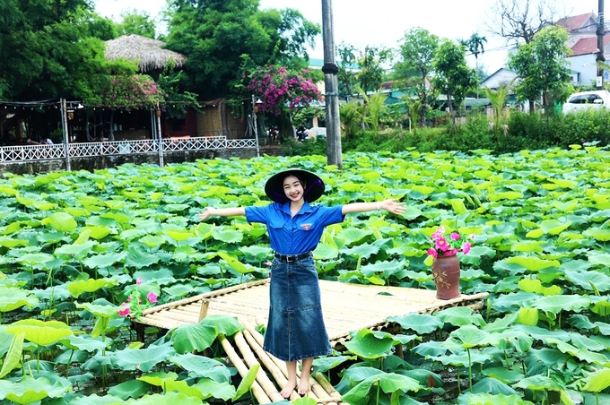 Thành phố Hà Tĩnh đang tiếp tục mở rộng vùng nguyên liệu gắn với phát triển du lịch sinh thái từ cây sen. Ảnh: Nguyễn Hoàn.