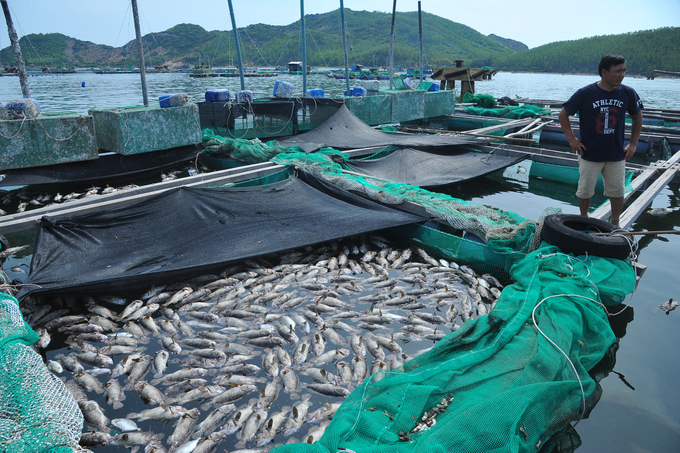 Vào tháng 5 vừa qua, nhiều hộ nuôi thủy sản tại thị xã Sông Cầu bị thiệt hại nặng do môi trường. Ảnh: KS.