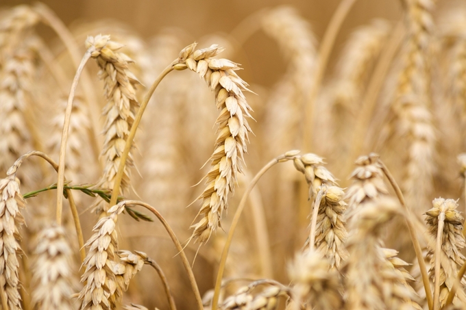 Wheat on a field before the harvest. Credit: Leibniz-Zentrum für Agrarlandschaftsforschung (ZALF) e.V