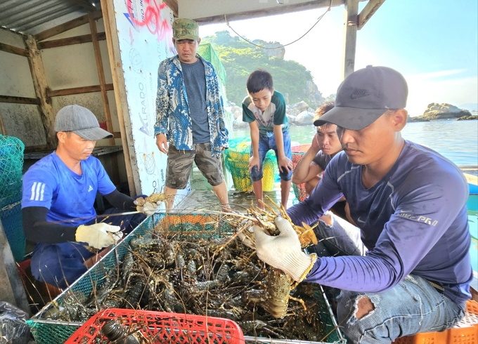 TP Cam Ranh là một trong những 'thủ phủ' nuôi tôm hùm. Ảnh: KS.