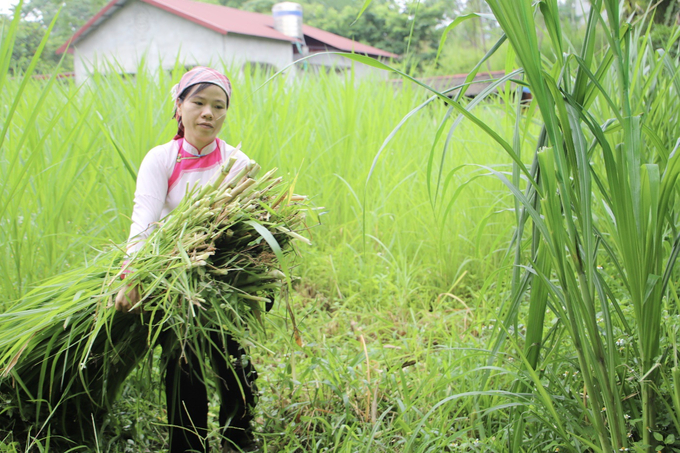 Việc trồng cỏ voi tạo nguồn thức ăn cho đàn ngựa, giảm công sức chăm sóc, cát cỏ. Ảnh: HĐ.