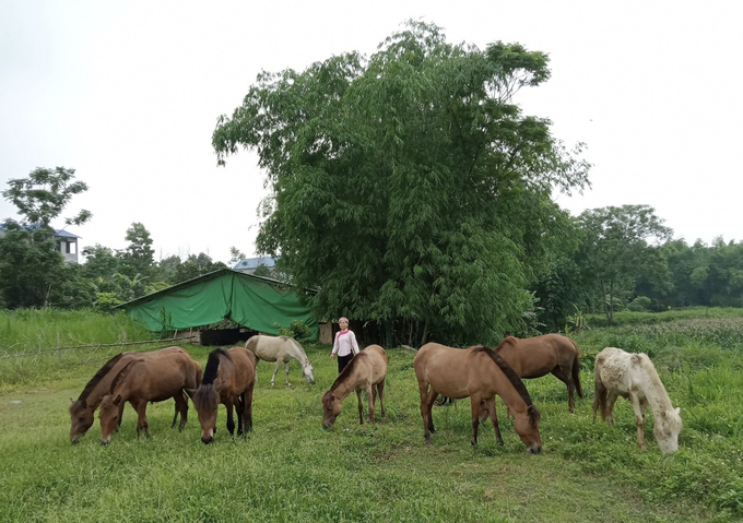 Kết hợp nuôi nhốt và chăn thả bán tự nhiên đảm bảo đặc tính của con ngựa. Ảnh: H.D. 