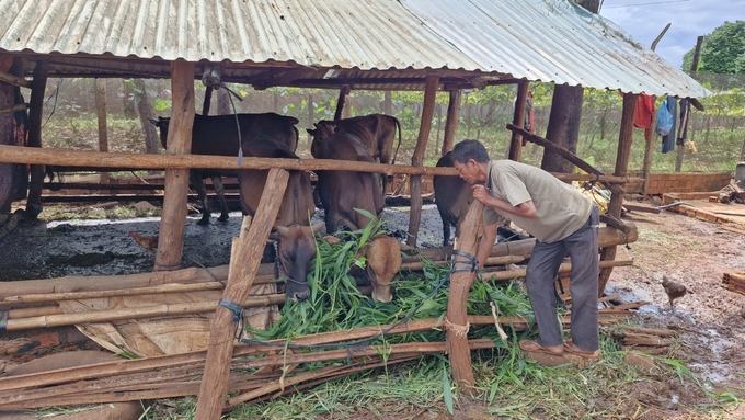 Ông Kpă Tô chăm sóc đàn bò. Ảnh: Tuấn Anh.