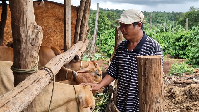 Gia đình anh Bum yên tâm với những con bò được nuôi nhốt trong chuồng. Ảnh: Tuấn Anh.