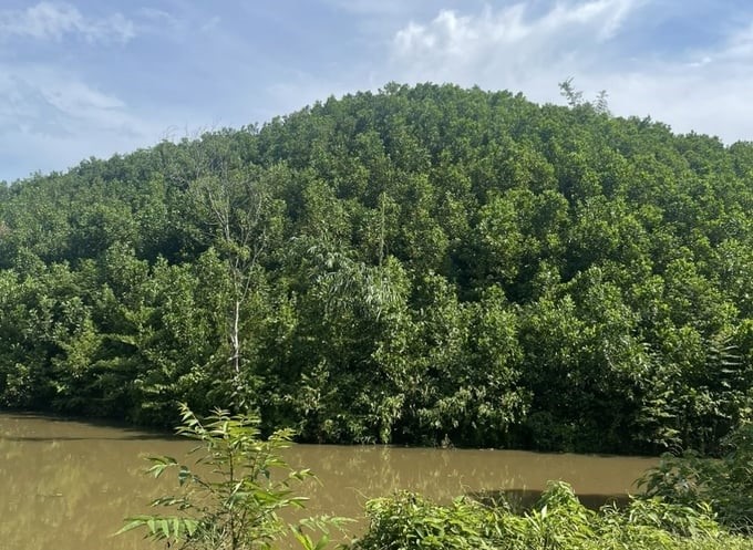 Thai Nguyen province has much potential in developing a sustainable forest economy. Photo: Quang Linh.