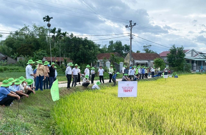 Tham quan cánh đồng lúa TBR97 của HTX Nông nghiệp II Nhơn Thọ. Ảnh: V.Đ.T.