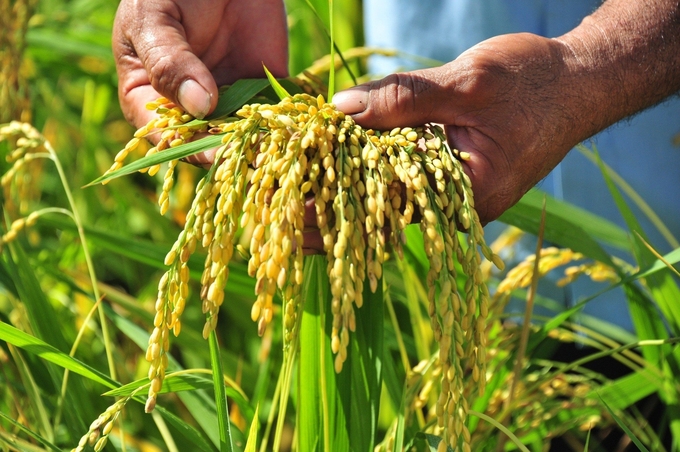 MRV opens opportunities for Vietnam to lead in sustainable rice production. Photo: Pham Huy.