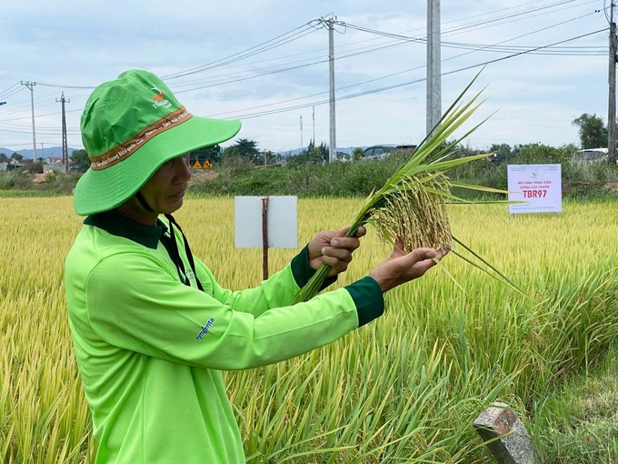 Ông Nguyễn Bích Hoàng, nông dân thôn Thọ Lộc 1, xã Nhơn Thọ (thị xã An Nhơn, Bình Định) đánh giá cao giống lúa TBR97 trong vụ hè thu năm nay. Ảnh:V.Đ.T.