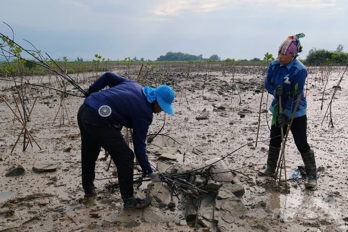 Quang Ninh people plant mangrove forests. Photo: Bao Thang.