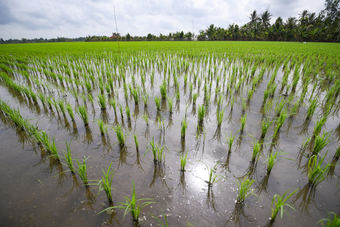 Policymakers should support farmers and cooperatives to purchase rice insurance. Photo: Tung Dinh.