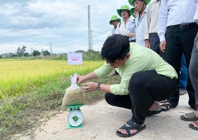 Vụ hè thu 2024, lúa TBR97 đạt năng suất lý thuyết 750kg/sào (400kg lúa khô/sào 500m2). Ảnh: V.Đ.T.