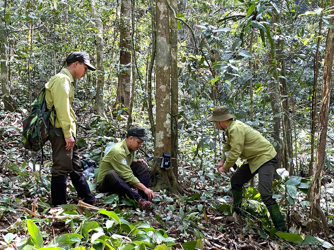 To date, Quang Nam province has not been able to sell forest carbon credits. Photo: L.K.