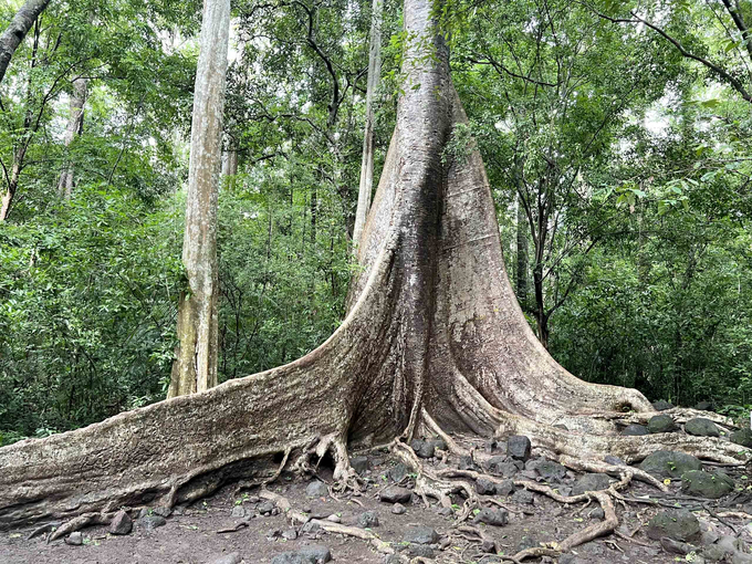 An ancient tree in Cat Tien National Park. Photo: Son Trang.