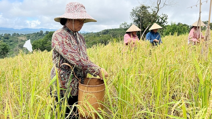 Giá cả lúa gạo trong nước mới nhất hôm nay 29/7/2024