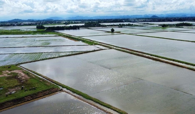 Gần 35.000ha lúa mùa của Nam Định bị ngập úng do mưa lớn. Ảnh: Hà Vy.