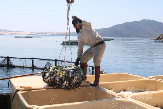 An industrial-scale mariculture model in Khanh Hoa province. Photo: KS.