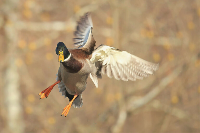 The daily probability of infection from a single poultry farm via aerosolisation of contaminated faeces from wild waterfowl is extremely low, according to the researchers. Photo: Canva.