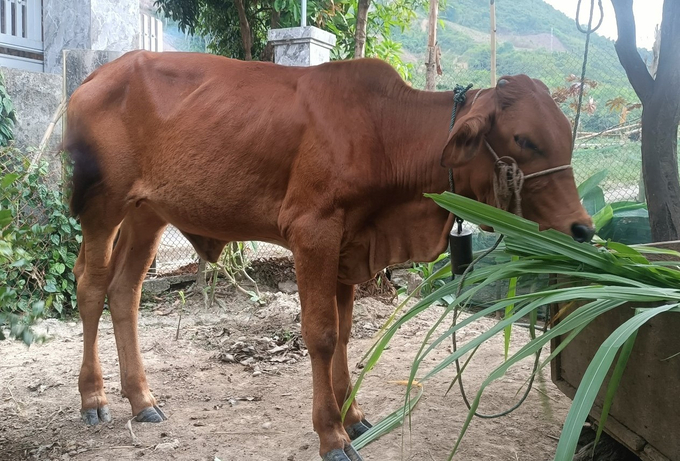 Già Hà Văn Tương ví von chăm bò lai Sind như chăm con mọn. Ảnh: Nhân vật cung cấp.