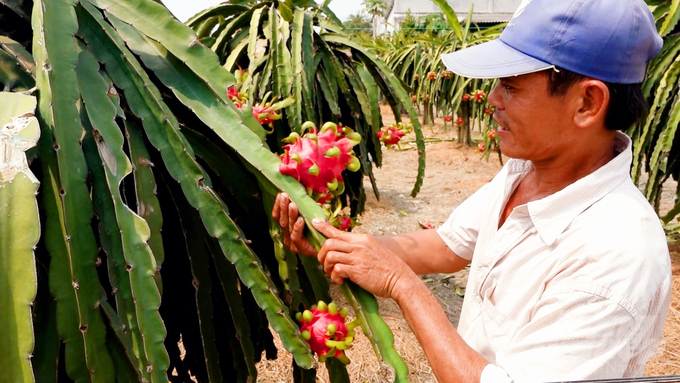 Với mục tiêu phát triển cây thanh long bền vững, các địa phương đang hướng tới chinh phục các thị trường khó tính thông qua con đường xuất khẩu chính ngạch. Ảnh: Minh Sáng.