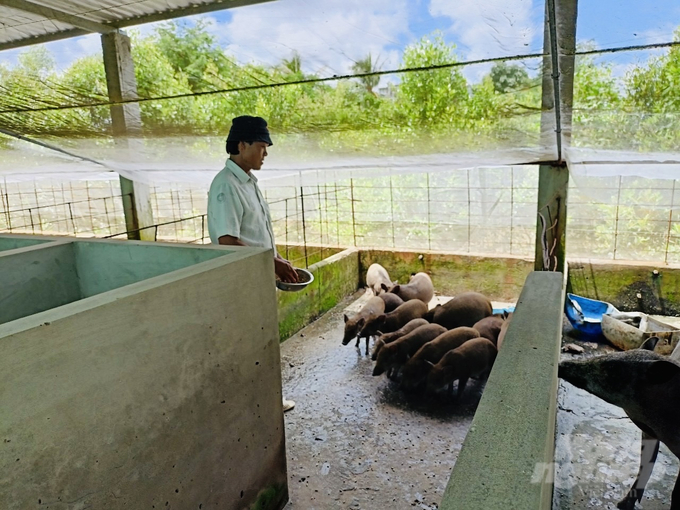 Ông Trần Văn Truyện ngụ ấp Ba Mến, xã An Trạch A, huyện Đông Hải (Bạc Liêu) bén duyên với nghề nuôi heo rừng. Ảnh: Trọng Linh.